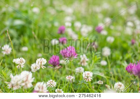 Wild Meadow Pink Clover Flower In Green Grass In Field In Natural Soft Sunlight, Summer Season, Autu