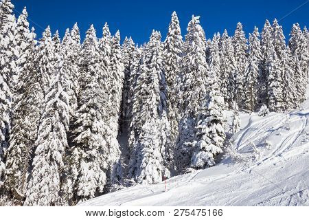 Pine Trees Covered With Snow At Nassfeld Ski Resort, Austria