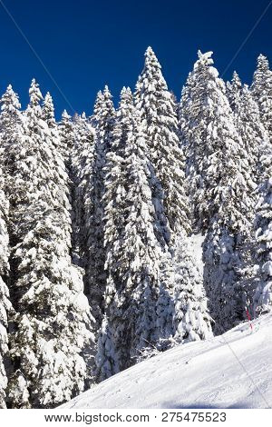 Pine Trees Covered With Snow At Nassfeld Ski Resort, Austria
