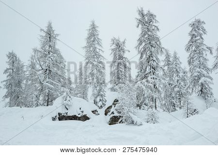 Pine Trees Covered With Snow At Nassfeld Ski Resort, Austria