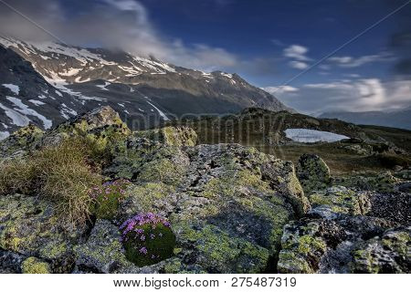 The Kamchatka Rhododendron (rhododendron Camtschaticum). Spring Flowers Of Kamchatka. Flowers And La