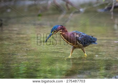 Beautiful Least Bittern Bird Close Up Hunting