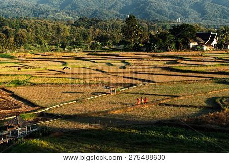 Bitd Eye View Of Rice Field With Local Thai Monks Is Walking.