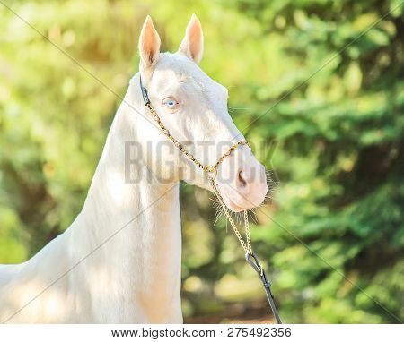 Akhal-teke Horse Portrait. Perlino Or Cremello Thoroughbred Mare With Blue Eyes, Blur Golden Foliage