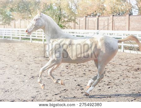 Akhal-teke Horse Portrait. Perlino Or Cremello Thoroughbred Mare With Blue Eyes, Blur Golden Foliage