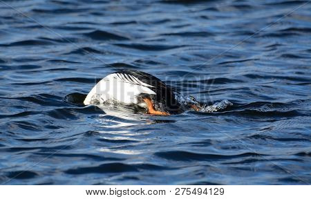 Common Goldeneye Duck Or Bucephala Clangula Drake Diving Underwater For Food In Lake In Waves Caused