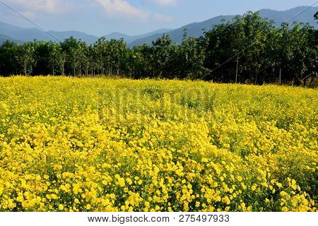 Chrysanthemum Indicum Linn Flowers. Or Chrysanthemum Morifolium Ramat Flowers In Plantation