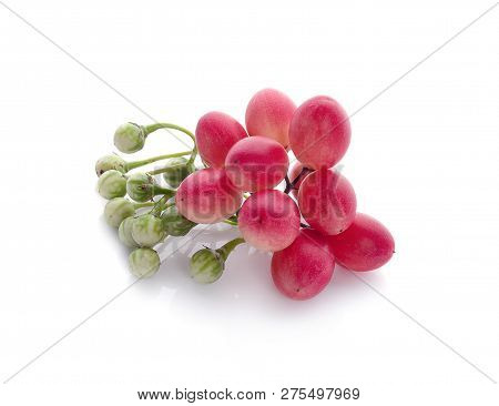Carissa Carandas Linn,karanda, Carunda Isolated On White Background