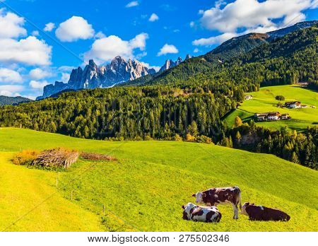  Farm cows graze on the green slopes of the mountains. Delightful mountain valley in the Dolomites. The concept of ecological and photo tourism