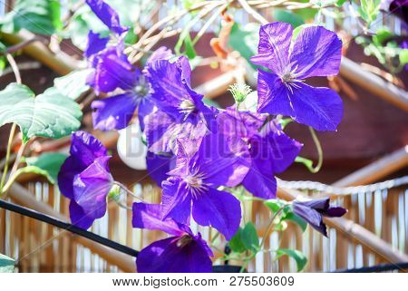 Beautiful Small Climatis  Climbing In Fend Under Transparent Roof With Green Leaves Blur Background.