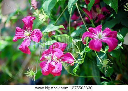 Beautiful Small Climatis  Climbing In Fend Under Transparent Roof With Green Leaves Blur Background.