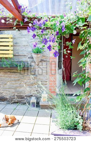 Beautiful Small Climatis  Climbing In Fend Under Transparent Roof With Green Leaves Blur Background.