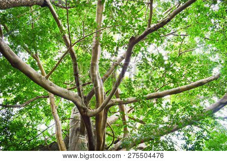 Big tree Ficus moraceae on stone morning sunlight / Large Moreton Bay Fig tree Ficus macrophylla