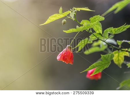 This Beautiful Flower Commonly Known As Redvein Abutilon, Red Vein Indian Mallow, Redvein Flowering 