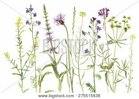 Background With Watercolor Drawing Palnts And Flowers, Hand Drawn Illustration