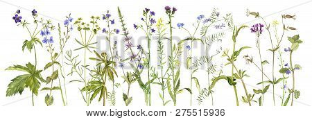 Background With Watercolor Drawing Palnts And Flowers, Hand Drawn Illustration