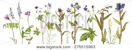 Background With Watercolor Drawing Palnts And Flowers, Hand Drawn Illustration