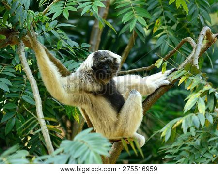 Beautiful Female Pileated Gibbon (hylobates Pileatus) Sitting On Ground