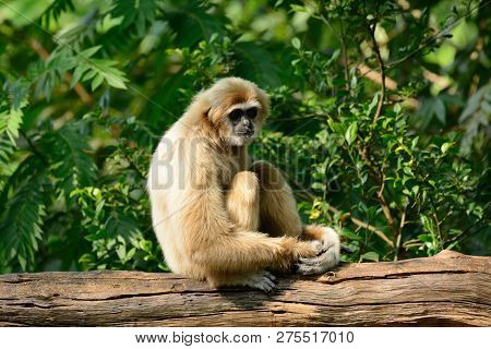Beautiful White-handed Gibbon (hylobates Lar) Sitting On Ground