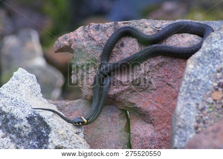 The Snake (grass Snake) Lies On Stone. Snake Dark Gray With Yellow Spots On The Head. Head The Snake