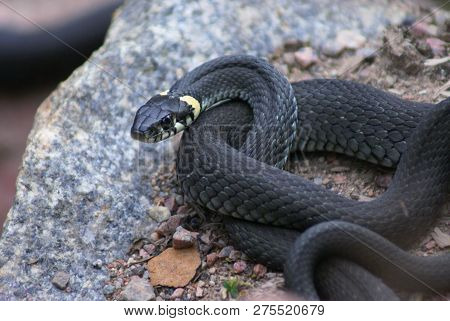 The Snake Is Dark Gray In Color. Well Visible Head With Yellow Spots And Eyes With Round Pupils.