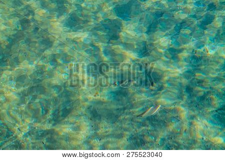 Background Transparent Water Of The Red Sea And Beautiful Fish In Clear Water For Diving
