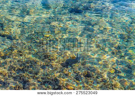 Background Transparent Water Of The Red Sea And Beautiful Fish In Clear Water For Diving