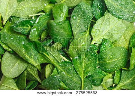 Spinacia Oleracea. Freshly Cut Young Spinach Leaves With Drops