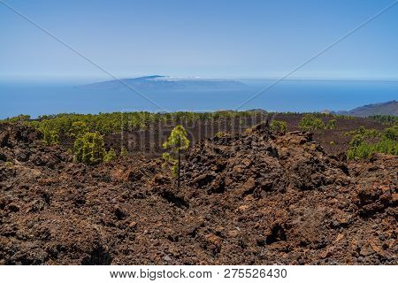 The Lava Fields Of The Teide Volcano And Thickets Of Canarian Pine. Viewpoint - Mirador De Los Poleo