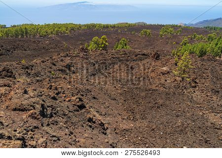 The Lava Fields Of The Teide Volcano And Thickets Of Canarian Pine. Viewpoint - Mirador De Los Poleo