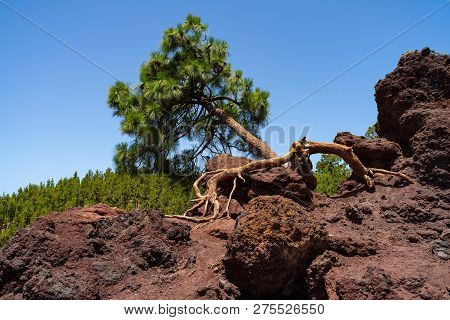 Lonely Canarian Pine (pinus Canariensis) On The Cliffs Of Lava Fields Of The Teide Volcano. Viewpoin