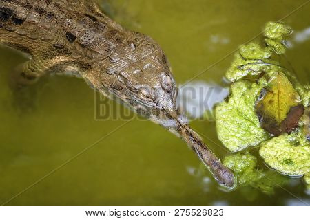 Gavialis Gangeticus Is Swimming In A Swamp. Crocodile Gharial, Fish-eating Crocodile, One Of The Lon