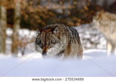 Beautiful Wolf (canis Lupus) In Winter, Wolf In Snowy Landscape, Attractive Winter Scene With Wolf, 