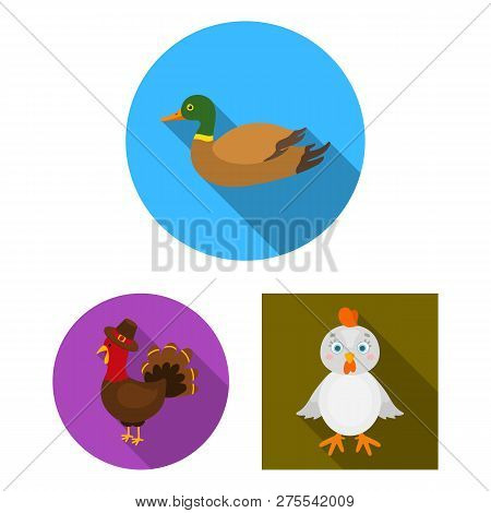 Vector Design Of Funny And Poultry Symbol. Set Of Funny And Farming Vector Icon For Stock.