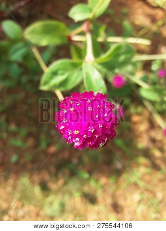 One Gomphrena Globosa Flower In Plant. Pink Color.