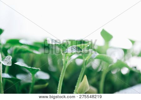 Green Leaves On A Young Pepper On A White Background.
