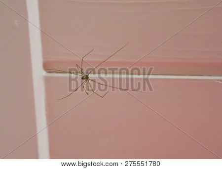 Long Bodied Cellar Spider Sitting On The Ceiling, A Cannibalistic Insect That Will Eat Its Own Kind 