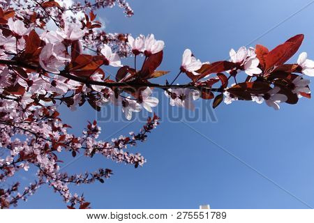 Blooming Branches Of Prunus Pissardii Against Blue Sky