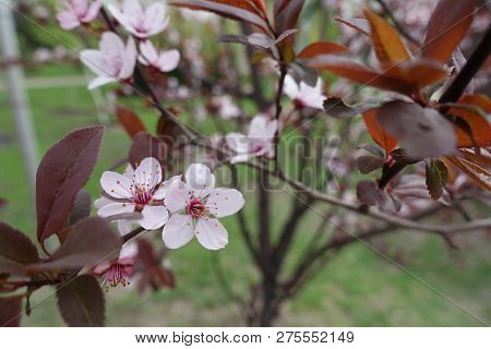 Closeup Of Pink Flowers On Branch Of Prunus Pissardii In Spring