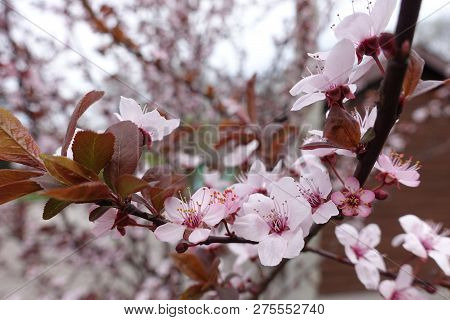 Light Pink Flowers Of Prunus Pissardii In Spring
