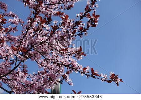 Thin Branches Of Blossoming Prunus Pissardii Against Blue Sky