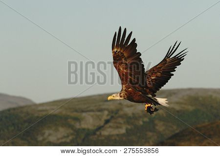 White-tailed Eagle In Flight With Caught Fish From Sea,norway,haliaeetus Albicilla, Majestic Sea Eag