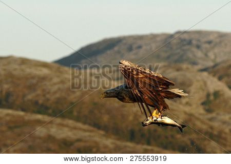 White-tailed Eagle In Flight With Caught Fish From Sea,norway,haliaeetus Albicilla, Majestic Sea Eag