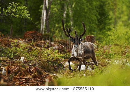 Reindeer (rangifer Tarandus) In Tundra In Dovrefjell National Park, Noway, Mammal With Big Antlers I