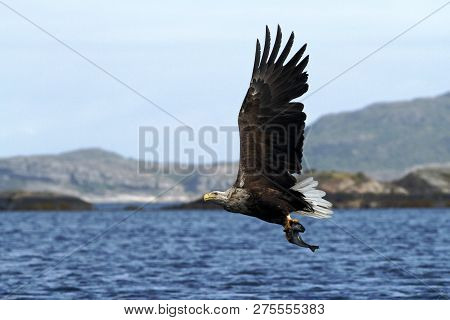 White-tailed Eagle In Flight With Caught Fish From Sea,norway,haliaeetus Albicilla, Majestic Sea Eag