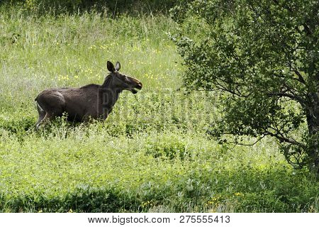 Elk In Tundra In Dovrefjell National Park, Noway, Mammal In Arctic Forest, Green Vegetation And Tree