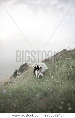 Two Happy Dogs, Bordercollie, Run In Fog On Field With Flowers