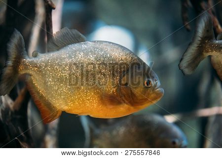 Red-bellied Piranha Or Red Piranha Fish Pygocentrus Nattereri Swimming In Water. Popular Aquarium Fi