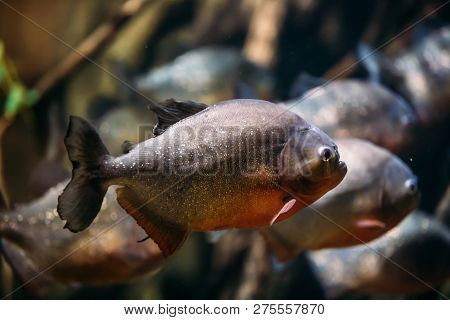 Red-bellied Piranha Or Red Piranha Fish Pygocentrus Nattereri Swimming In Water. Popular Aquarium Fi