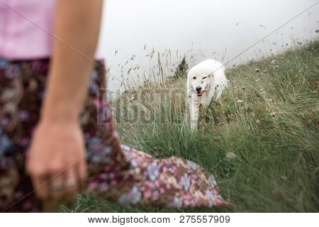 Beautiful Women And Two White Dogs Morema Go On Field In Fog